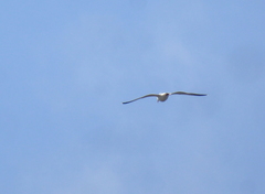 Larus occidentalis