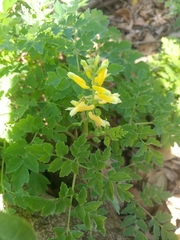 Corydalis formosana