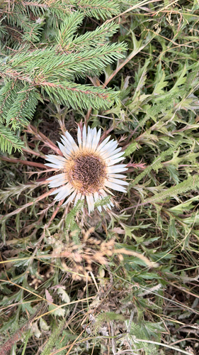 Silver Thistle