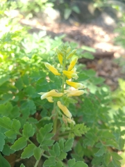 Corydalis formosana