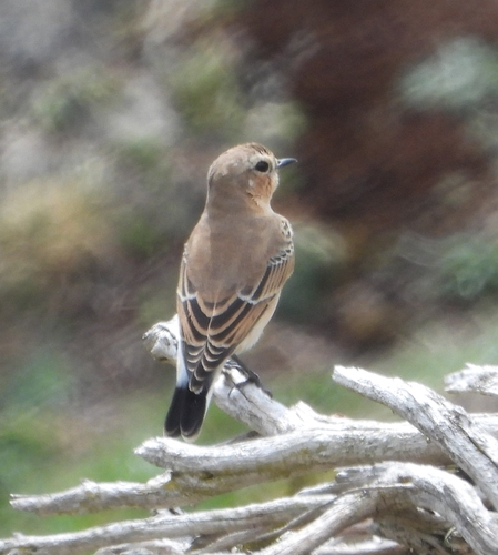 Northern Wheatear