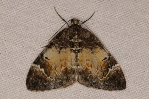 Marbled Carpet Moth