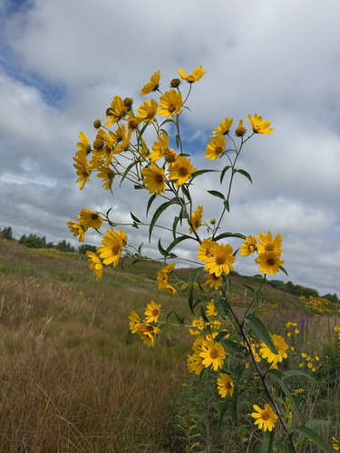 sawtooth sunflower