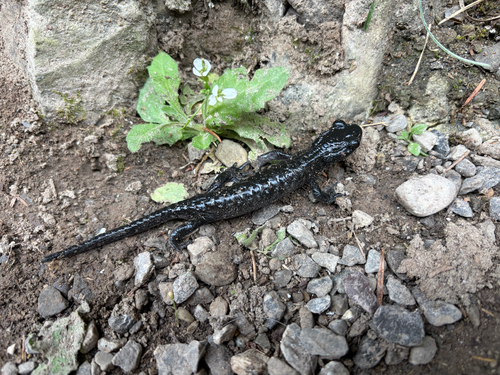 Alpine Salamander