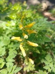 Corydalis formosana