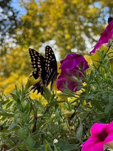 Palamedes Swallowtail