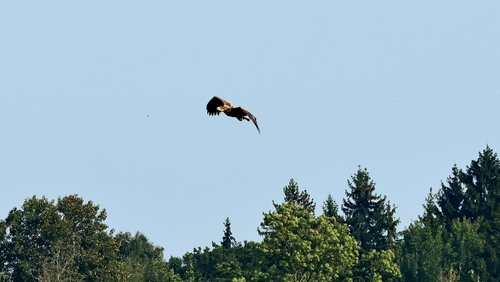 Haliaeetus albicilla albicilla