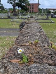 Aphanostephus skirrhobasis