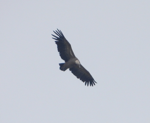 Eurasian Griffon