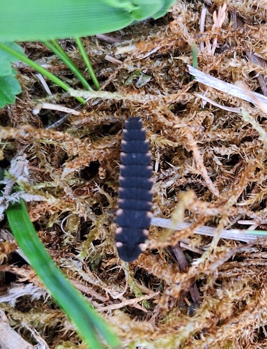 European Glow-worm