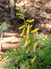 Corydalis formosana