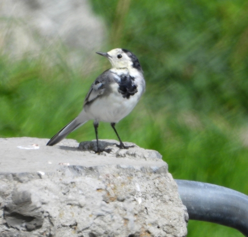 White Wagtail