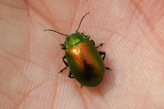 Oreina sulcata