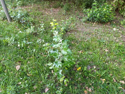 Наблюдение на iNaturalist