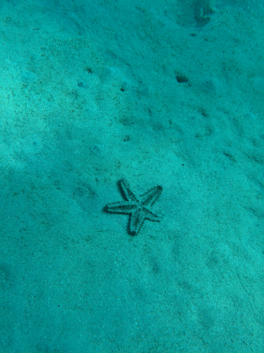 Asteropsis carinifera observed 2026-09-14
