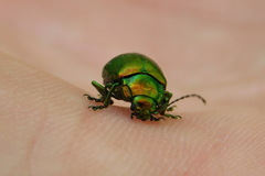 Oreina sulcata