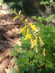 Corydalis formosana