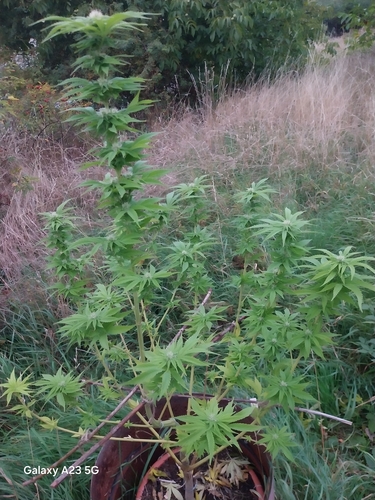 Cannabis