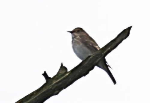 Spotted Flycatcher