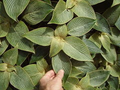 Strobilanthes gossypina
