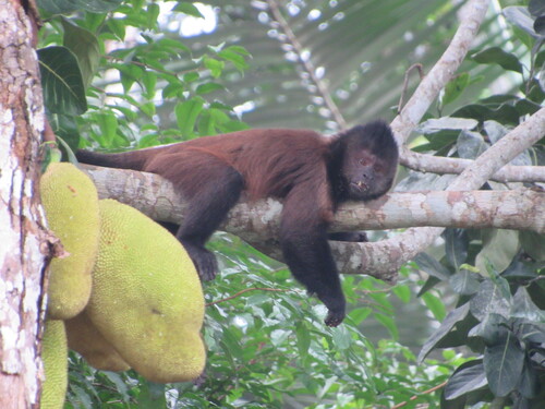 Crested Capuchin