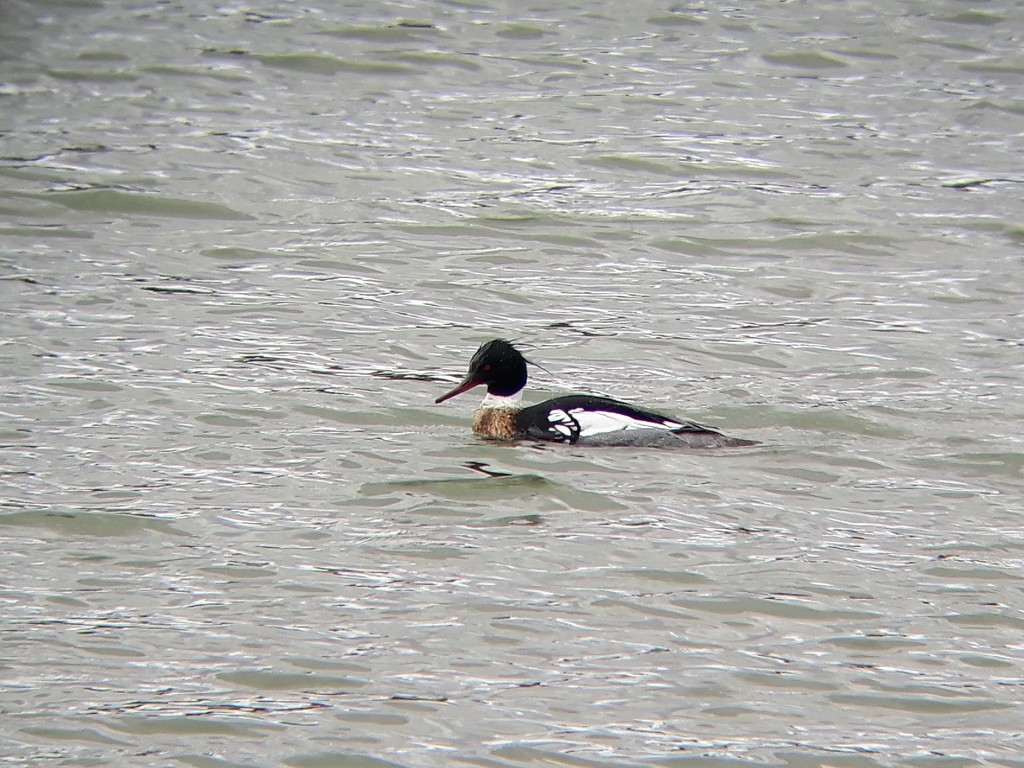 Red Breasted Merganser From Division No 1 AB Canada On April 18   Large 