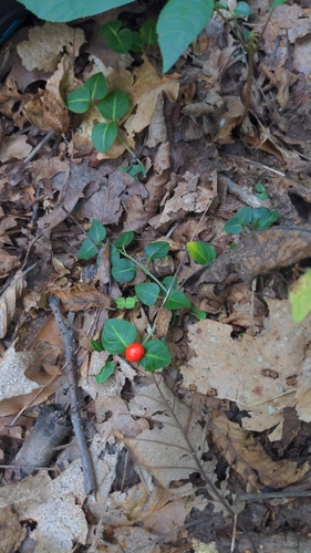 partridgeberry