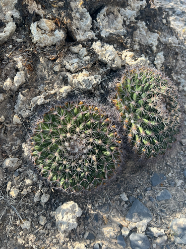 Mammillaria heyderi