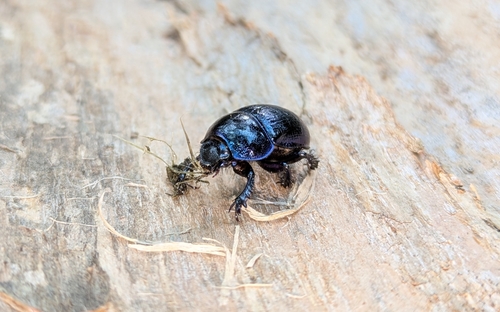 Woodland Dor Beetle