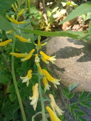 Corydalis formosana