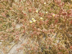 Mesembryanthemum nodiflorum