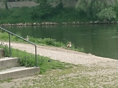 Alopochen aegyptiaca