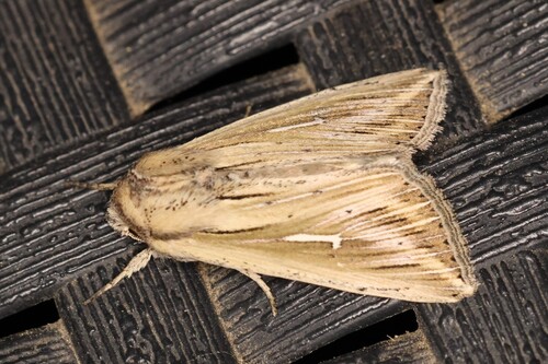 L-album Wainscot