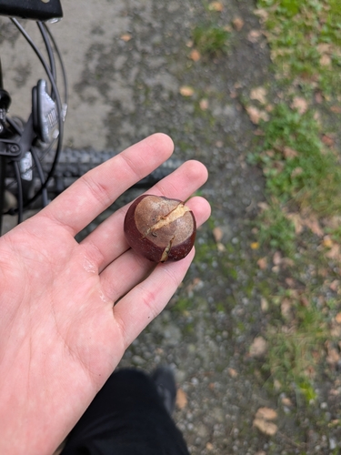 horse-chestnut
