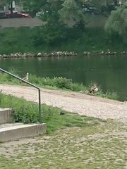 Alopochen aegyptiaca