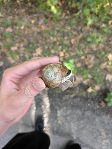 Roman Snail