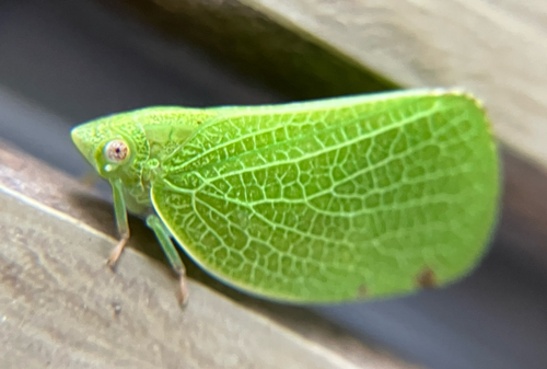 Green Cone-headed Planthopper