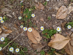 Aphanostephus skirrhobasis
