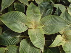 Strobilanthes gossypina