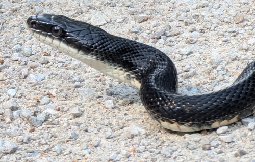 Western Ratsnake