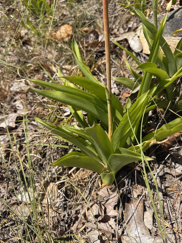 Eastern False Aloe