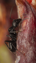 Camponotus werthi