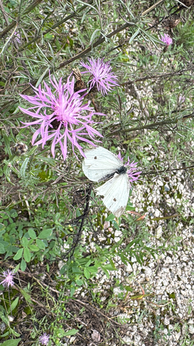 Small White