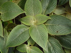 Strobilanthes gossypina