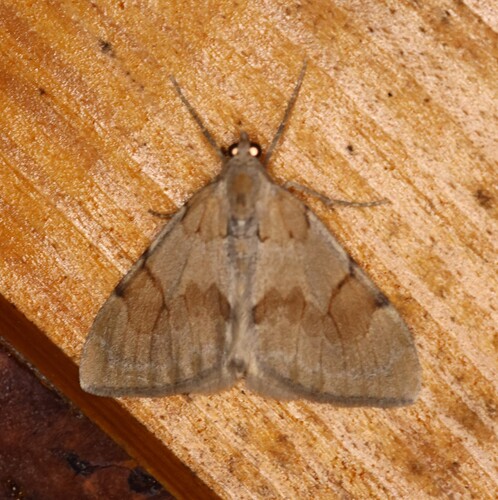 Pine Carpet