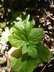 Rubus saxatilis