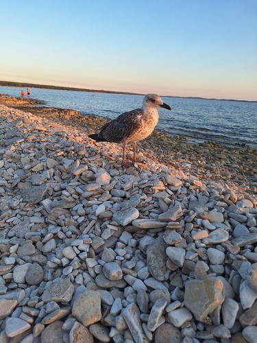 Yellow-legged Gull