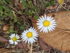 Aphanostephus skirrhobasis