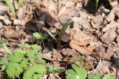 Erythronium propullans