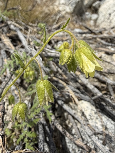 Emmenanthe penduliflora, photograph 2